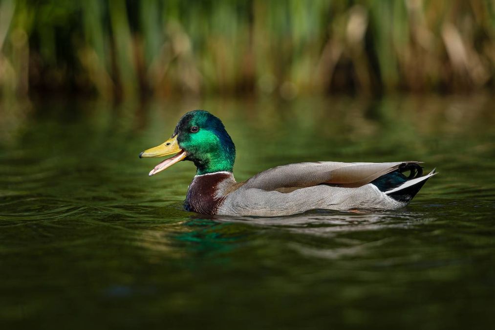 Be A Duck